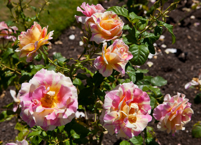 Обои картинки фото цветы, розы