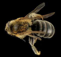 Картинка животные пчелы +осы +шмели макросъемка насекомое