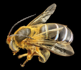 обоя животные, насекомые, макросъемка, насекомое