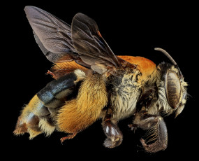 обоя животные, насекомые, макросъемка, насекомое