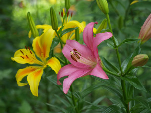 Картинка цветы лилии +лилейники бутоны