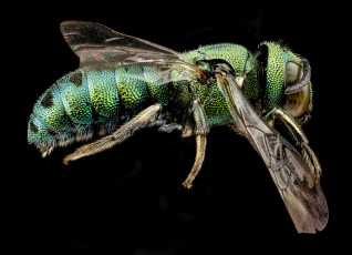 Картинка животные насекомые насекомое макросъемка