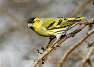 Картинка животные щеглы +чижи чиж