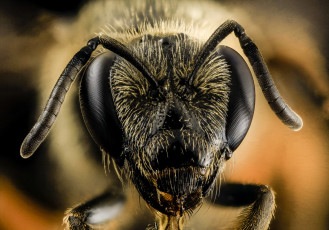 Картинка животные пчелы +осы +шмели макросъемка насекомое