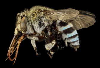 Картинка животные насекомые насекомое макросъемка