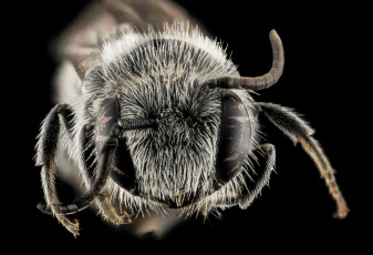 Картинка животные насекомые макросъемка насекомое