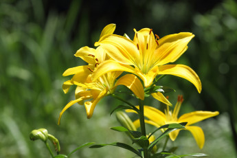 Картинка цветы лилии +лилейники бутоны
