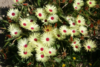 Картинка цветы ромашки желтые mesembryanthemum ливингстон