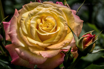 Картинка цветы розы макро