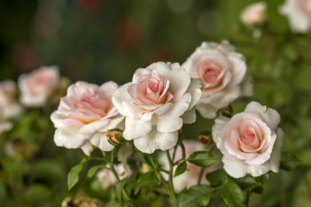 Картинка цветы розы нежность