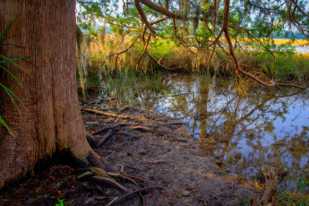 Картинка природа реки озера осень осока водоем лс
