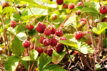 Картинка природа Ягоды луговая клубника