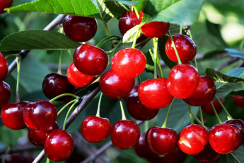 Картинка природа Ягоды вишня