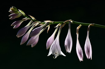 Картинка цветы хоста ветка