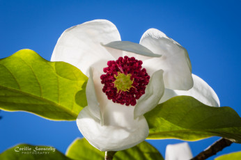 Картинка цветы магнолии макро