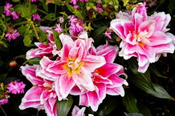 Картинка цветы разные+вместе лилии