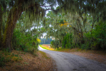 Картинка природа дороги дорога осень лес листва