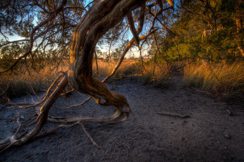 Картинка природа лес трава ветвь поляна