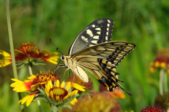 Картинка животные бабочки крылья