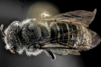 Картинка животные насекомые макросъемка насекомое