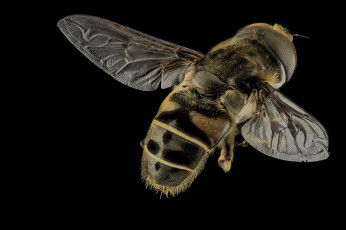 Картинка животные насекомые насекомое макросъемка