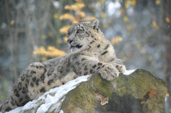 Картинка животные снежный+барс+ ирбис отдых зима кошка барс