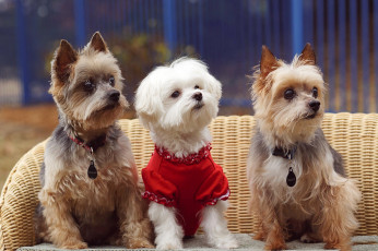 Картинка животные собаки щенки йоркширский терьер