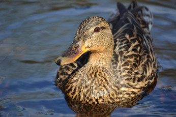 Картинка животные утки рябь вода клюв