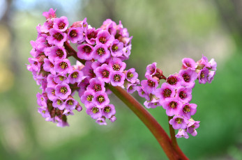 Картинка цветы бадан розовый