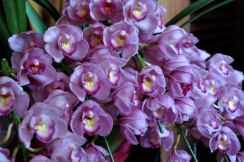 Картинка цветы орхидеи экзотика