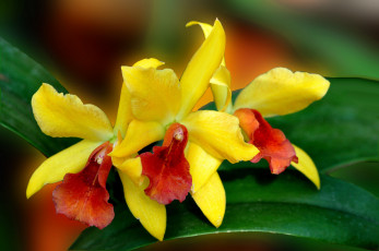 Картинка цветы орхидеи желтый