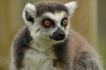 Картинка животные лемуры портрет мордочка