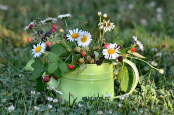 Картинка еда фрукты +ягоды ежевика земляника