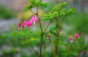 Картинка цветы дицентра+ разбитое+сердце макро ветка листья розовый