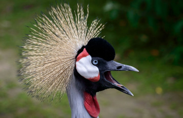 Картинка животные журавли клюв птица хохолок