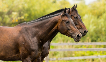 Картинка животные лошади кони