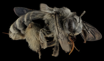 обоя животные, пчелы,  осы,  шмели, насекомое, макросъемка