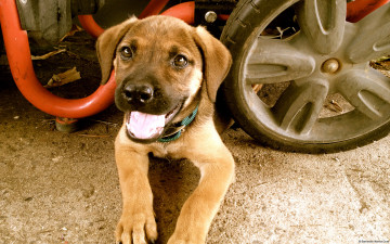 Картинка животные собаки собака