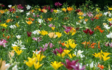 Картинка цветы лилии +лилейники бутоны