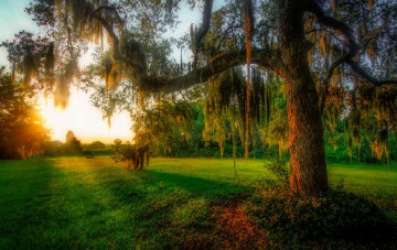 Картинка природа восходы закаты свет трава поляна лес