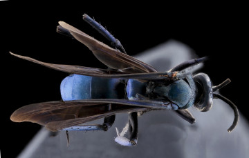 Картинка животные насекомые макросъемка насекомое