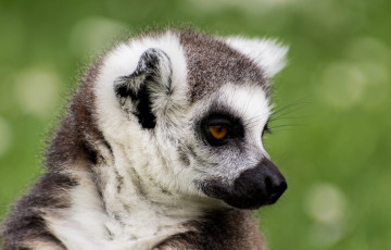 Картинка животные лемуры портрет мордочка