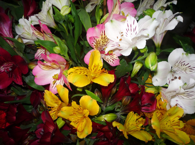 Обои картинки фото цветы, альстромерия, белые, красные, альстромерии, много