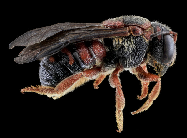 Обои картинки фото животные, насекомые, насекомое, макросъемка