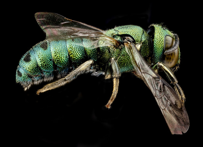 Обои картинки фото животные, насекомые, насекомое, макросъемка