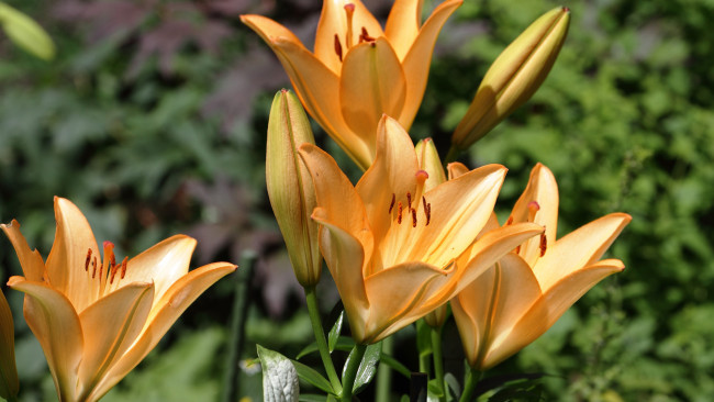 Обои картинки фото цветы, лилии,  лилейники, бутоны