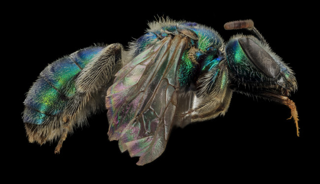 Обои картинки фото животные, насекомые, макросъемка, насекомое