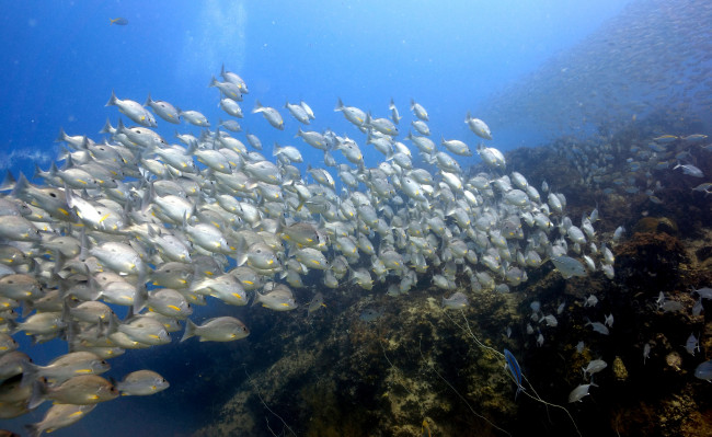 Обои картинки фото животные, рыбы, косяк