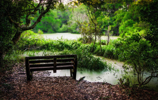 Обои картинки фото природа, реки, озера, листва, трава, болотце, скамейка, лес
