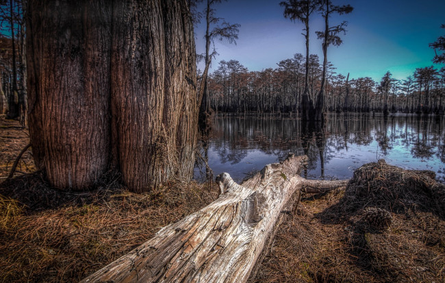 Обои картинки фото природа, реки, озера, лес, бревно, стволы, вода
